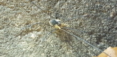 Oligolophus tienmushanensis