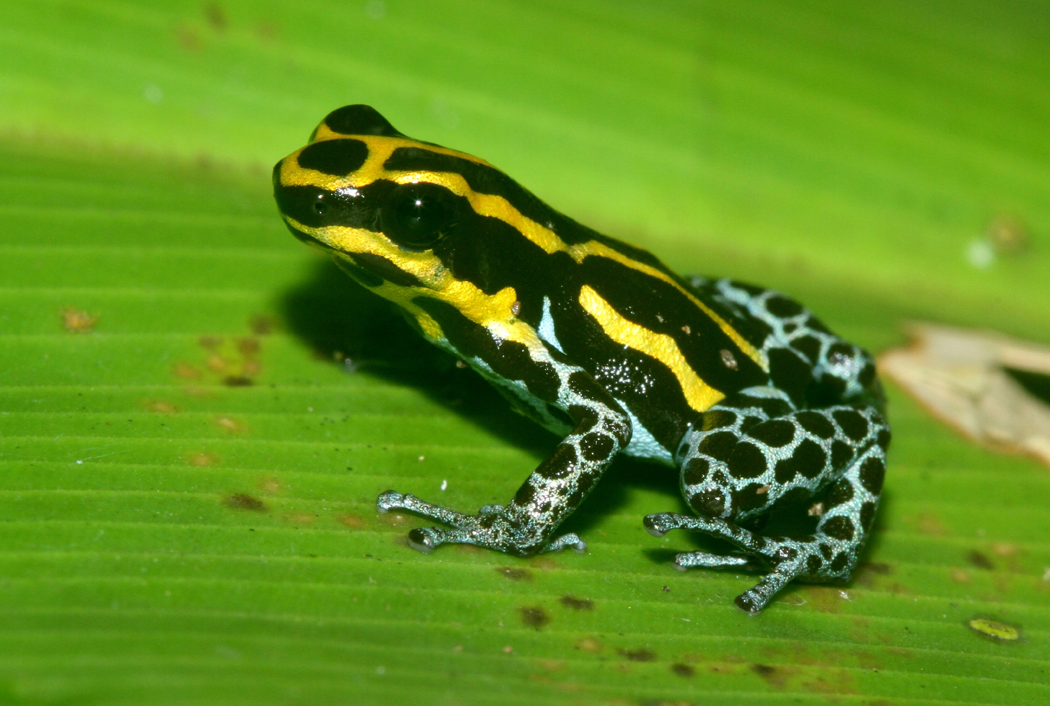 Variable Poison Frog (Ranitomeya variabilis) · iNaturalist