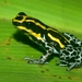 Zimmermann's Poison Frog - Photo (c) Xavier Rufray, some rights reserved (CC BY-NC), uploaded by Xavier Rufray