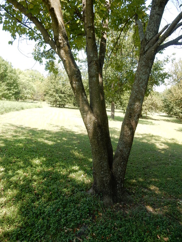 Phaeophyscia hirtella image