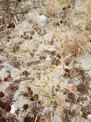 Poaceae