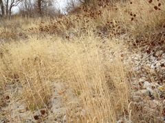 Poaceae