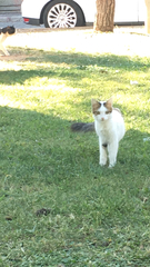 Felis catus