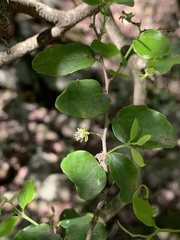 Dovyalis rhamnoides