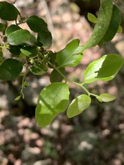 Dovyalis rhamnoides