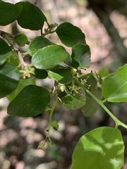 Dovyalis rhamnoides
