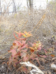 Veronica teucrium