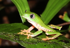 Callimedusa tomopterna