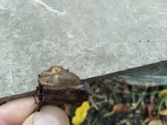 Deroceras caucasicum