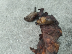 Deroceras caucasicum