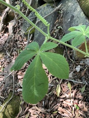 Cyphostemma lanigerum