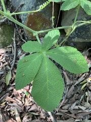 Cyphostemma lanigerum