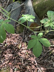 Cyphostemma lanigerum