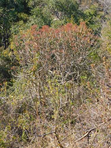 Euphorbia cupularis, photograph 6