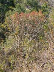 Euphorbia cupularis, photograph author not stated, no rights reserved