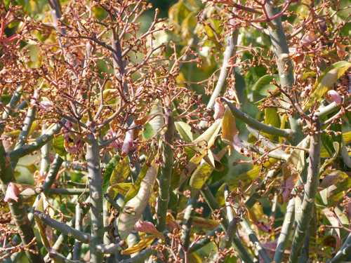 Euphorbia cupularis, photograph 5
