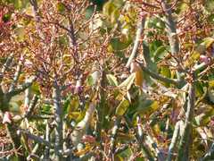 Euphorbia cupularis, photograph author not stated, no rights reserved