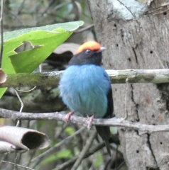 Chiroxiphia caudata