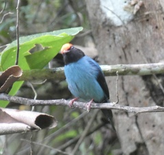 Chiroxiphia caudata