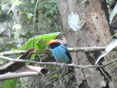 Chiroxiphia caudata