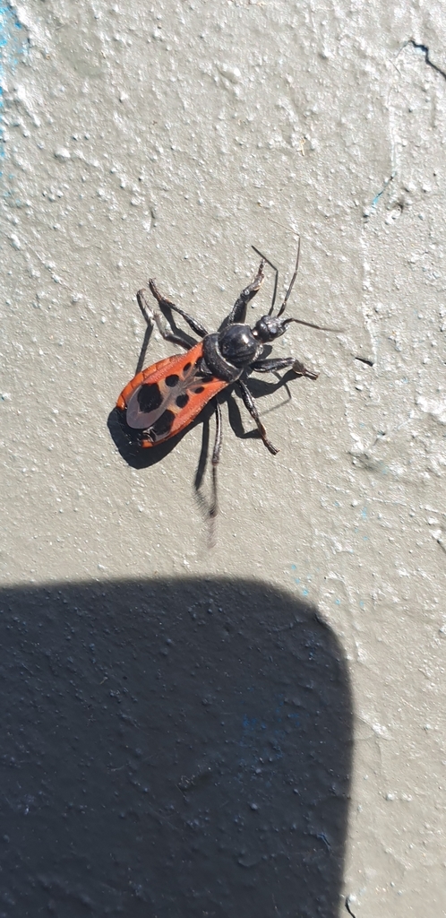 Pirate assassin bug
