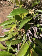 Parinari capensis capensis