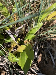Parinari capensis capensis