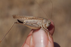 Platycleis intermedia