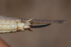 Platycleis intermedia