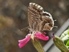Cacyreus marshalli