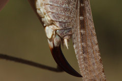 Platycleis intermedia