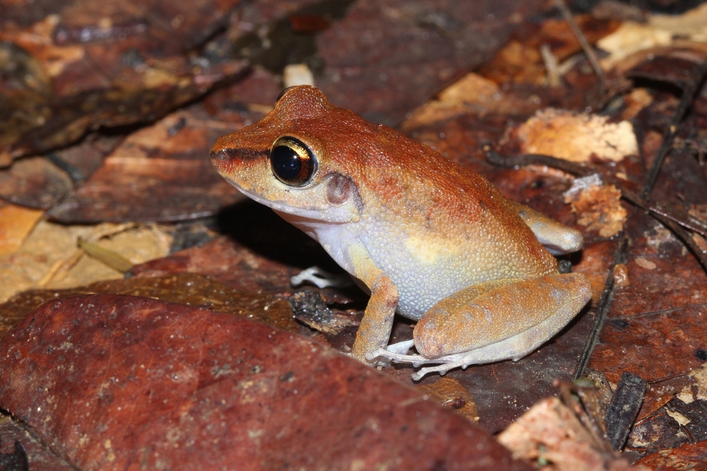 Sipaliwini Robber Frog (Pristimantis zeuctotylus)
