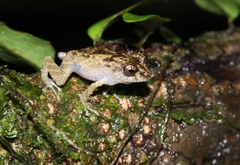 Pristimantis inguinalis