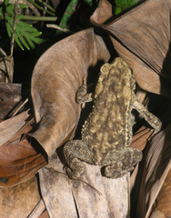 Ingerophrynus biporcatus
