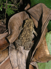 Ingerophrynus biporcatus