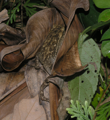 Ingerophrynus biporcatus