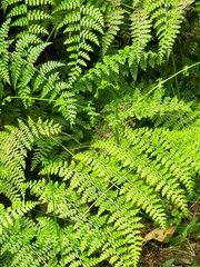 Dennstaedtia scandens