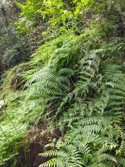Dennstaedtia scandens