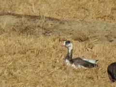 Anser caerulescens × Anser albifrons
