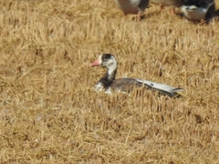 Anser caerulescens × Anser albifrons