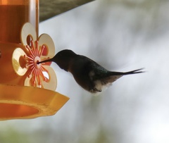 Calliphlox amethystina