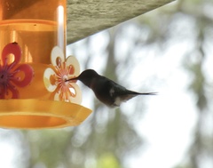 Calliphlox amethystina
