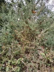 Ulex europaeus