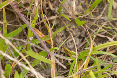 Trilophidia annulata