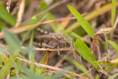 Trilophidia annulata