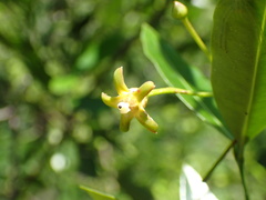 Secamone gerrardii