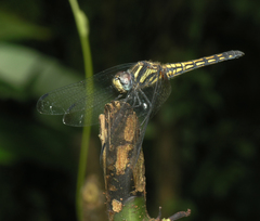Trithemis lilacina