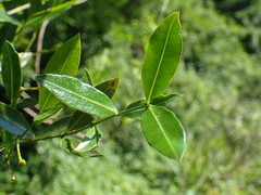 Secamone gerrardii