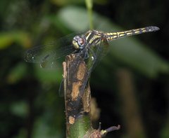 Trithemis lilacina