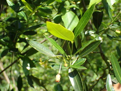 Secamone gerrardii